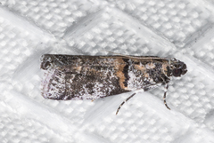 Acrobasis comptella