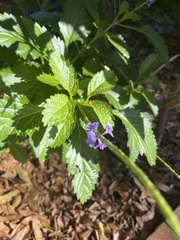 Stachytarpheta jamaicensis