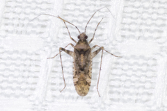 Phytocoris carnosulus
