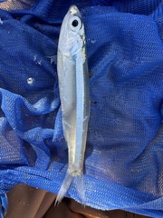 Anchoa hepsetus