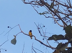 Ploceus cucullatus cucullatus