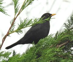 Turdus merula