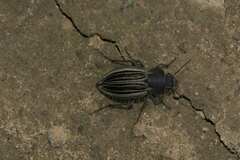 Somaticus