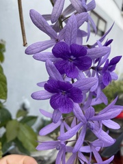 Petrea volubilis
