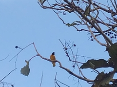 Ploceus cucullatus cucullatus