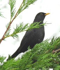 Turdus merula