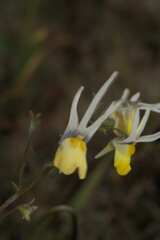 Nemesia cheiranthus