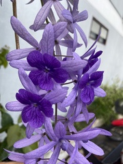 Petrea volubilis