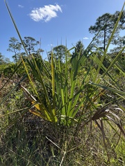 Serenoa repens