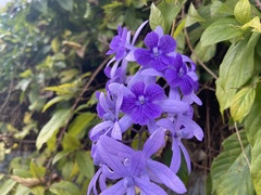 Petrea volubilis