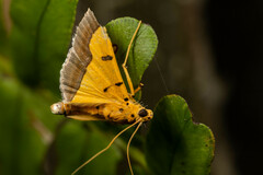 Endocrossis