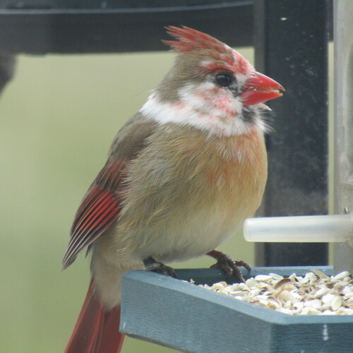 Northern Cardinal photographed in Pennsylvania
