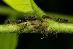 Membracidae