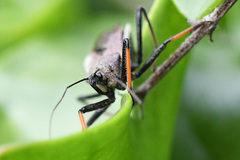 Rhynocoris erythrocnemis