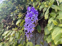 Petrea volubilis