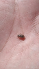Entiminae