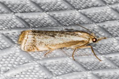 Microcrambus polingi