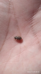 Entiminae
