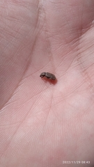 Entiminae