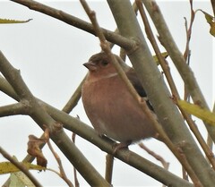 Fringilla coelebs