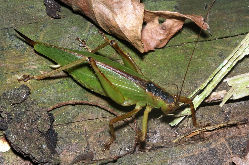 Chrysobliastes olivaceus