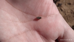 Entiminae