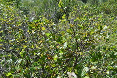 Betula platyphylla
