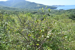 Betula platyphylla