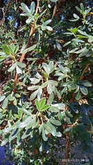 Polylepis