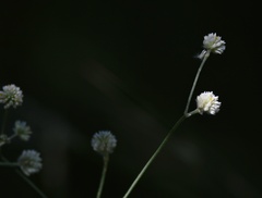 Pfaffia glomerata
