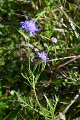Scabiosa lachnophylla