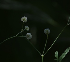 Pfaffia glomerata