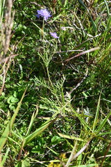 Scabiosa lachnophylla