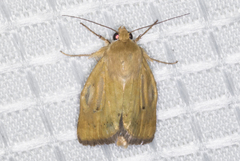 Heliocheilus paradoxus