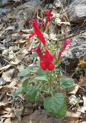 Salvia roemeriana