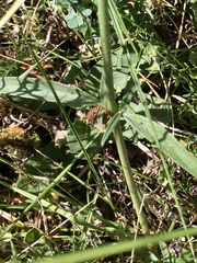 Pfaffia glomerata