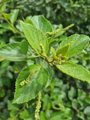 Varronia curassavica