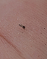 Culicoides impunctatus