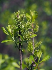 Salix aurita