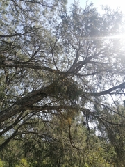 Phoradendron rufescens