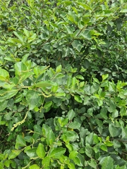 Varronia curassavica