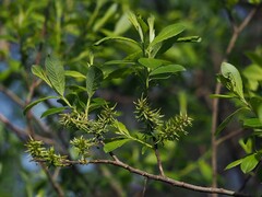 Salix aurita
