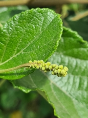 Varronia curassavica