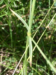Pfaffia glomerata
