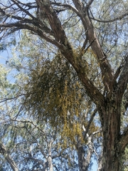 Phoradendron rufescens