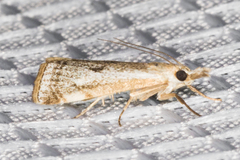 Microcrambus polingi
