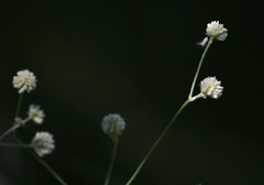 Pfaffia glomerata