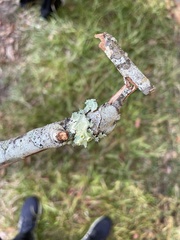 Parmotrema perforatum