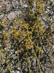 Phoradendron rufescens