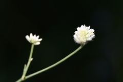Pfaffia glomerata